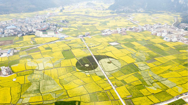 贵州黔南油菜花盛开 花田中太极图案抢眼