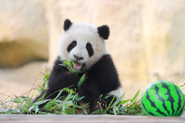 上海野生动物园开启小动物欢乐节 20余种动物宝宝集体