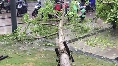 视频 | 台风“温比亚”过境后 工人积极清理倒地树木