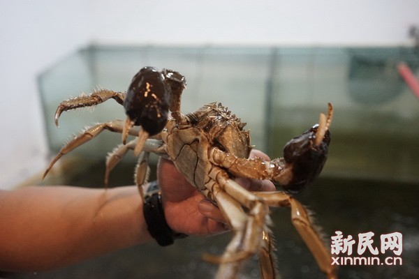 秋风起,蟹脚痒,正是吃大闸蟹的好时节