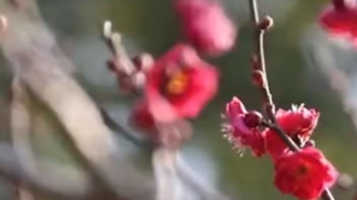 视频 | “春节”七件事之六：佳园嗅梅香