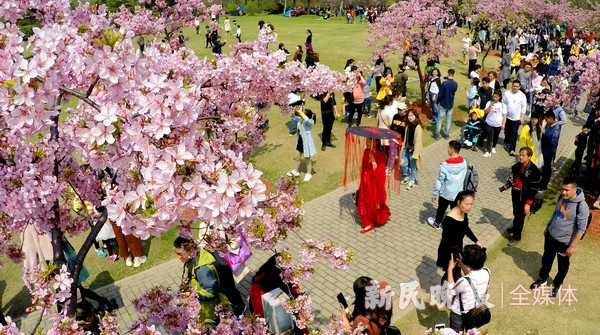 上海樱花节人气爆棚 双休日共接待26万游客