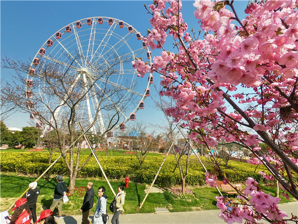 视频 | “上海的春天”之“与樱共舞” 邂逅上海最美樱花季
