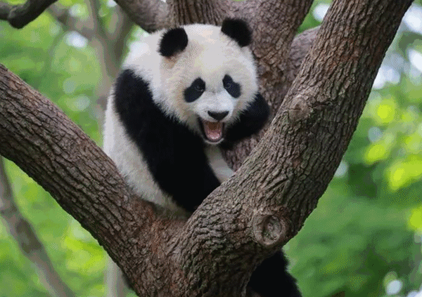 可爱！上海野生动物园熊猫“小公主”有了名字；可恶！这些人骗走聋哑老人2500万