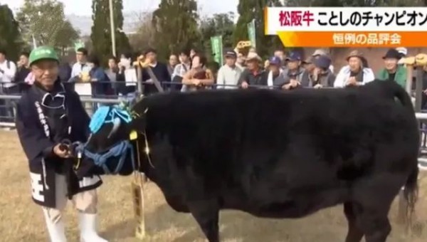 1头168万，这头牛要“上天”！日本和牛中的“爱马仕”到底贵在哪？