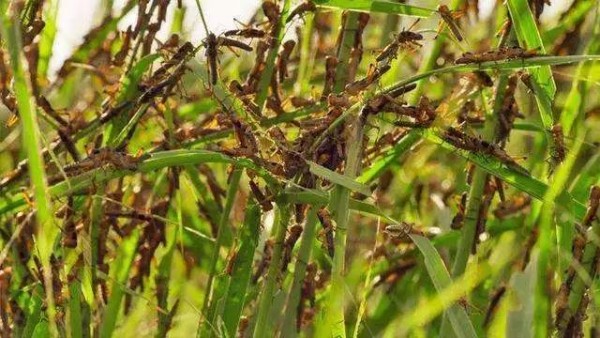 新冠病毒未走，千亿蝗虫已近…中央重磅会议强调的“生物安全”，跟我们每个人都有关