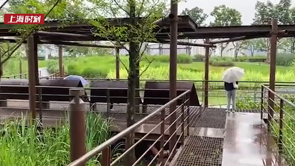 视频 | 杨浦滨江的原生态雨水花园 原来有这么多奥妙！