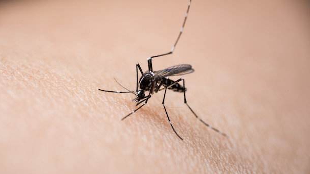 美国研究首次证实新冠病毒不能通过蚊子传播
