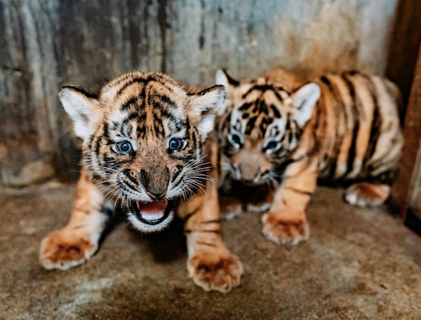 “马四”和“露露”生下华南虎四胞胎 上海动物园公开征名