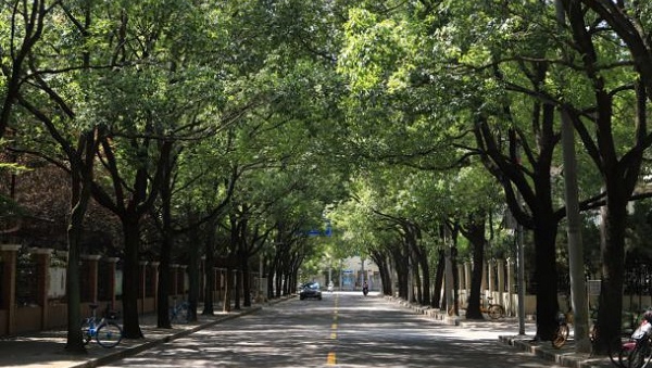上海拟再增22条林荫道！全市林荫道将达264条 已形成十大林荫片区
