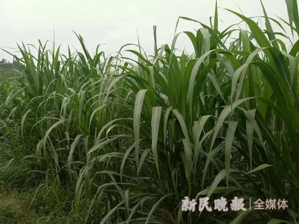 叶城试种3000亩巨菌草，带动农牧民增收致富