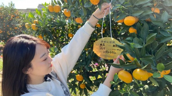 黄岩蜜桔成熟啦！99元秒到橘树的“小姐姐”来验货了！| 上海歆克勒