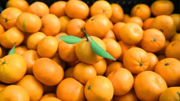 黄岩蜜橘原来是世界柑橘的“老祖宗”！有上海爷叔一口气买了16箱