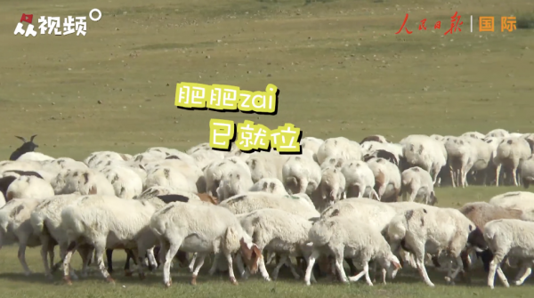 "小肥羊"的美味诱惑,让无数中国网友惦记了大半年!羊什么时候来?
