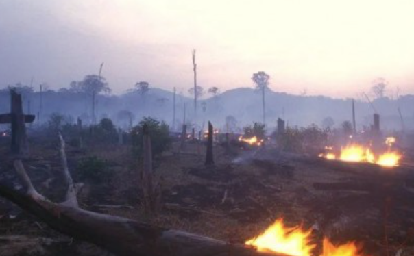 英国BBC曝光美国Facebook：破坏“地球之肺”亚马孙雨林的帮凶