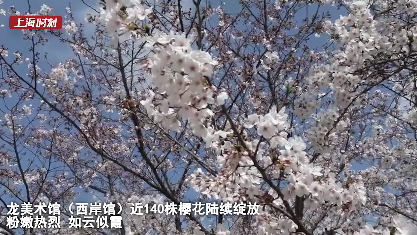 视频 | 浪漫樱花季 打卡申城最美樱花地
