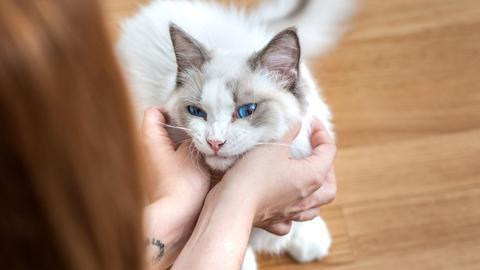 英国出现人传宠物新冠病毒案例 两只猫被主人传染