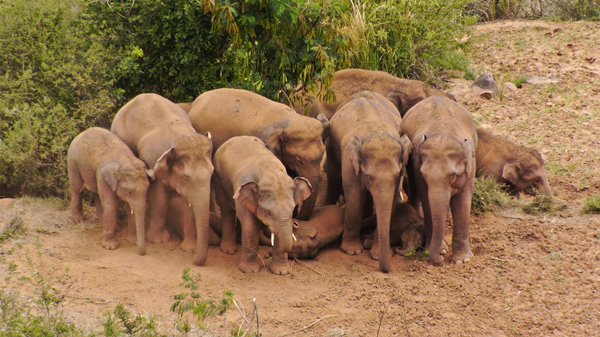 象群重回易门 大象搭凉棚为小象遮阳