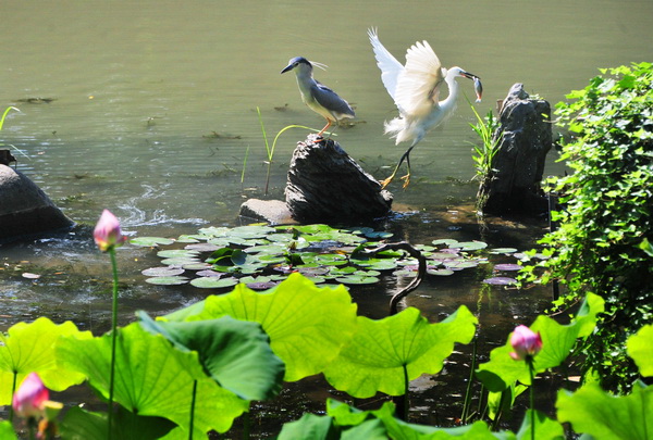 鹭鸟舞翩翩  湿地生态美