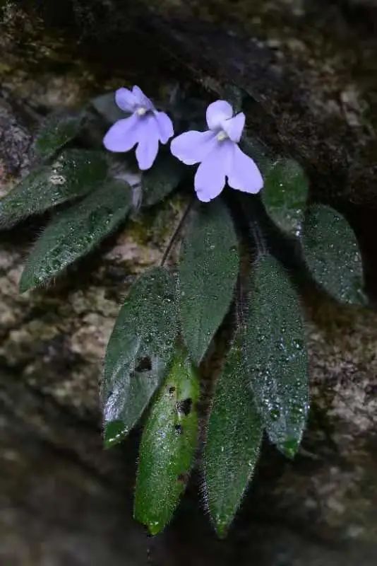 比大熊猫还珍稀的极危植物，消失百年后从天坑“归来”