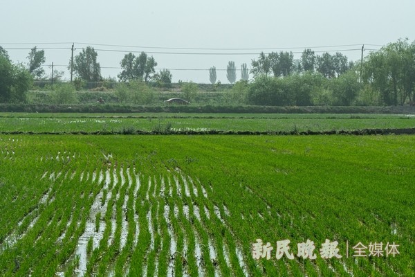 水稻颂
