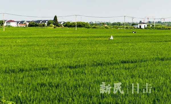 青浦12.2万亩水稻长势喜人