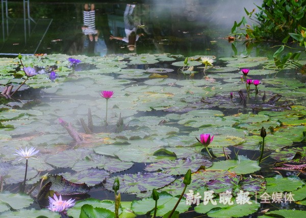 静安公园睡莲进入盛花期