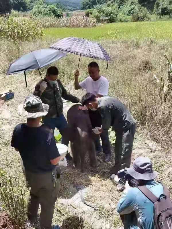 出生6天遭遗弃的象宝宝得到救助