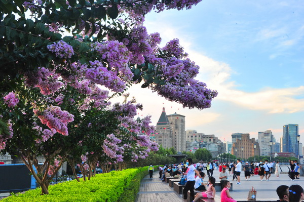 外滩紫薇花盛开 扮靓城市美景