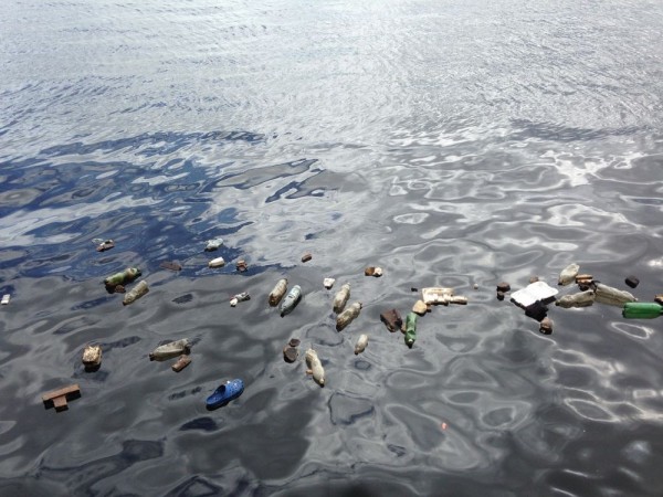 最新研究：全球过半海鸟体内含塑料添加剂