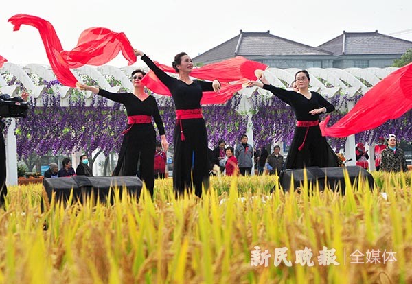 来稻田打卡“乡村音乐节”