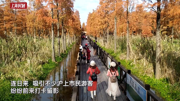 视频 | 上海青西郊野公园有“杉”有水 进入最佳观赏期