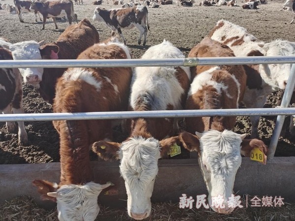 叶城县“牛”养殖业奏响乡村振兴“进行曲”