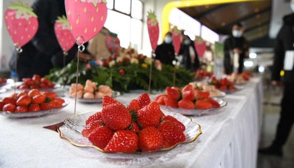 冬天的第一颗草莓安排上了！第十二届青浦白鹤草莓文化节今开幕