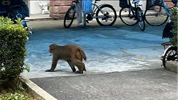 昨天下午“猴哥”现身上外松江校园 警方：别逗它，联系野保部门