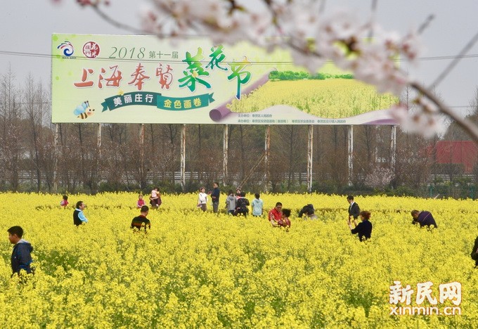 奉贤庄行菜花节今开幕60亩花海画卷惊艳亮相
