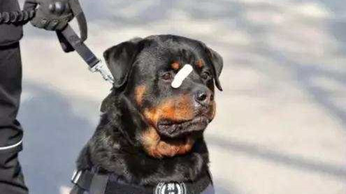 警犬受伤贴创可贴走红 网友:男子汉的勋章