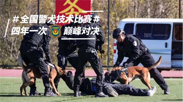 重磅 大量全国警犬技术比赛图片出现 手机新民网