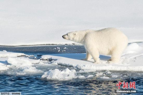 数十北极熊入侵俄新地岛危及居民或遭射杀