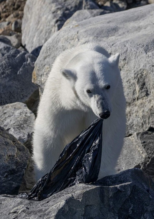 今天国际北极熊日它们成为了气候变化的难民