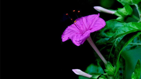 晨读 | 是夜开花_夜光杯_新民网