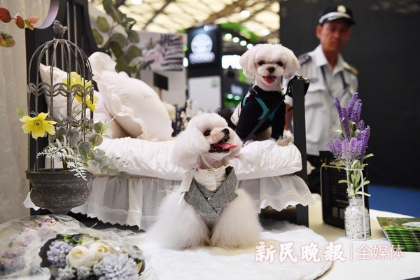 2019亚洲宠物展开幕规模再升级14大展馆一天逛不够
