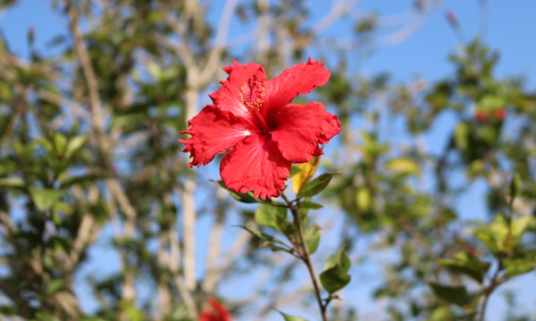晨读 中庭有槿花 手机新民网