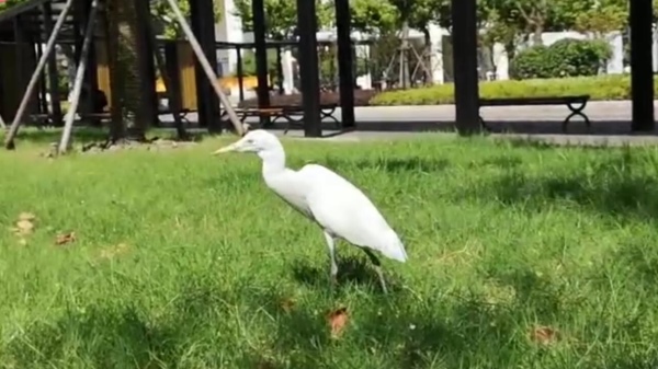 新民拍客 | 霸屏朋友圈！上海一高校惊现长腿白鸟，形似白鹭