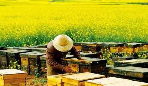 晨读养蜂人万水千山花为信