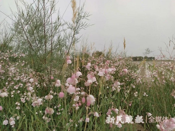南疆的罗布麻：一种世界上稀有的野生植物