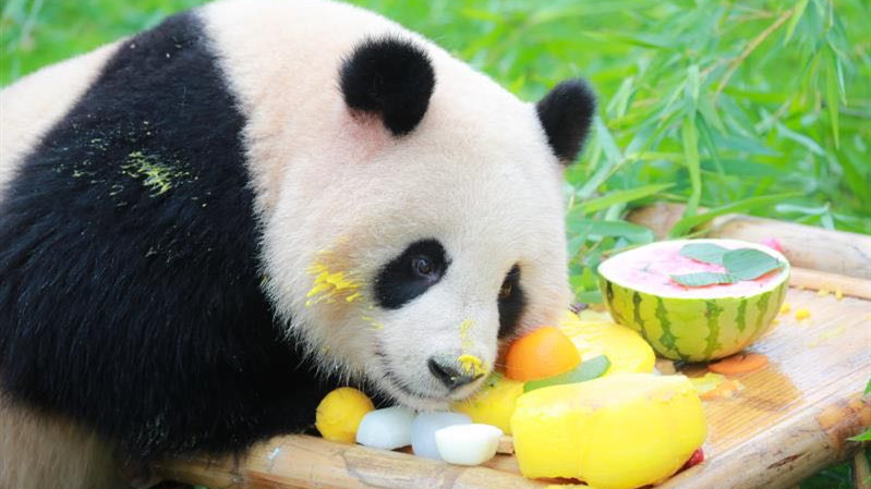 新民拍客 | 大熊猫“七七”两周岁啦 三层冰蛋糕庆贺生日