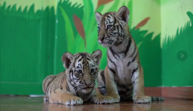 新民拍客 | 世界老虎日 和保育员们一起“爱老虎哟”