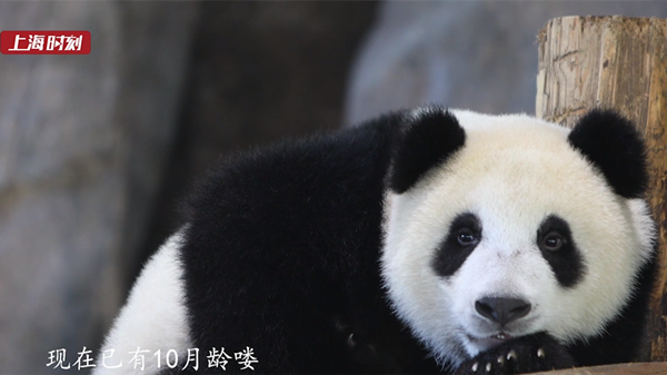 新民拍客 | 野生动物园为大熊猫征名啦！