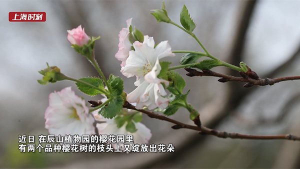 视频 | 秋天也能看樱花！来辰山植物园体验初秋浪漫